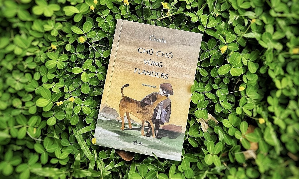 ‘Chú chó vùng Flanders’ hồn nhiên vượt nghịch cảnh - hình ảnh - f8betv.vip