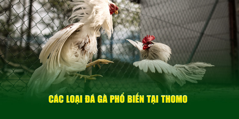 Trực Tiếp Đá Gà Thomo Trải Nghiệm Đỉnh Cao Cho Người Hâm Mộ - hình ảnh - f8betv.vip Trực Tiếp Đá Gà Thomo Trải Nghiệm Đỉnh Cao Cho Người Hâm Mộ - hình ảnh - f8betv.vip