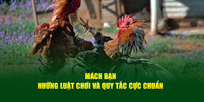 Trực Tiếp Đá Gà Thomo Trải Nghiệm Đỉnh Cao Cho Người Hâm Mộ - hình ảnh - f8betv.vip Trực Tiếp Đá Gà Thomo Trải Nghiệm Đỉnh Cao Cho Người Hâm Mộ - hình ảnh - f8betv.vip