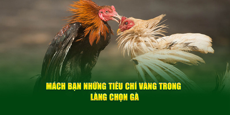 Trực Tiếp Đá Gà Thomo Trải Nghiệm Đỉnh Cao Cho Người Hâm Mộ - hình ảnh - f8betv.vip Trực Tiếp Đá Gà Thomo Trải Nghiệm Đỉnh Cao Cho Người Hâm Mộ - hình ảnh - f8betv.vip