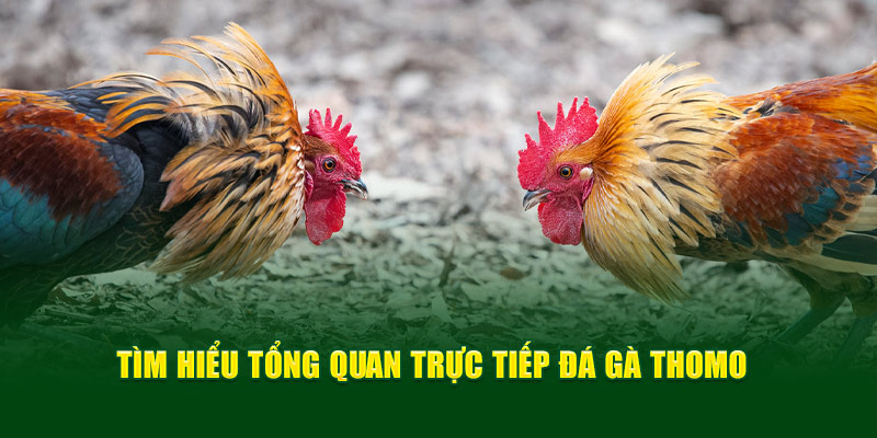 Trực Tiếp Đá Gà Thomo Trải Nghiệm Đỉnh Cao Cho Người Hâm Mộ - hình ảnh - f8betv.vip Trực Tiếp Đá Gà Thomo Trải Nghiệm Đỉnh Cao Cho Người Hâm Mộ - hình ảnh - f8betv.vip